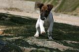 FOX TERRIER POIL LISSE 210